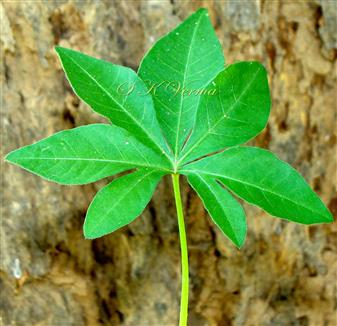  Leaf